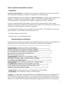 Anatomía de los maxilares y de la boca