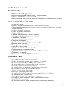 EXAMEN DE O.M.A. 10−Febr−2002 Diferencias entre piel fina y piel gruesa.
