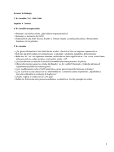 Examen Biología COU 1999-2000: Estructura Celular y Metabolismo