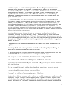 Célula vegetal: partes