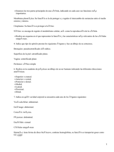 Enumera las tres partes principales de una cÃ©lula, indicando en... importantes. •