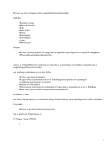 Ciclos biológicos de los vegetales