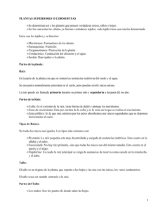 Cormofitas