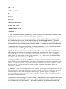 Cromatina Sexual: Corpúsculo de Barr y Cromosomas X/Y