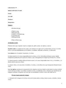 Disección de un ojo