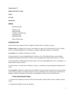 Disección de un ojo