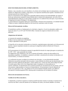 Efectos Fisiológicos del Entrenamiento Aeróbico y de Fuerza
