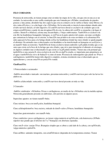 Filo Cordados
