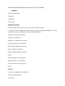 ORGANOS REPRODUCTORES.ESTRUCTURA DE LOS ESTAMBRES. Estructura del filamento: • Epidermis. • Parenquima.