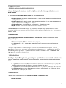 TEJIDOS ANIMALES TEJIDOS ANIMALES: TIPOS Y FUNCIONES •