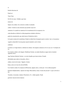 es Realiza funciones de Puede ser Tiene Tiene
