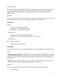 Sistema Endocrino