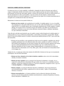 ESQUEMA SOBRE SISTEMA NERVIOSO