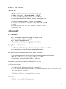 Tejido cartilaginoso