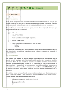 Testículos
