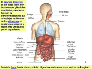 Aparato Digestivo