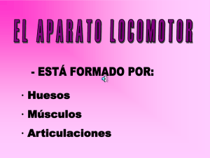 Aparato locomotor humano