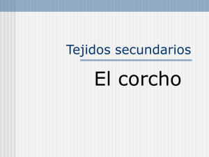 Corcho