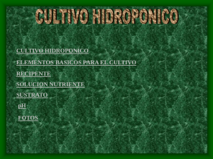 Cultivos hidropónicos