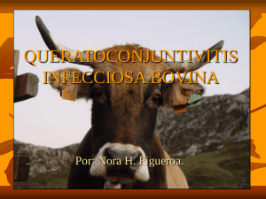 Queratoconjuntivitis infecciosa bovina
