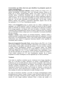 Características que deben observarse para identificar - PTMS-VIPI