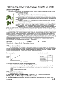 Actividad: ESTUDIO DEL CRECIMIENTO DE UNA PLANTA