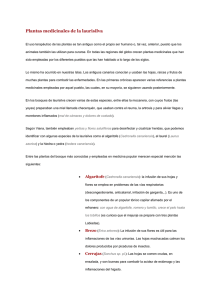 Plantas Medicinales de La Laurisilva.
