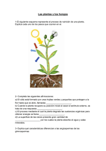 Plantas y Hongos: Ejercicios de Biología