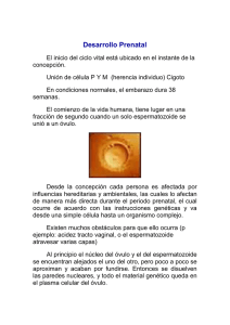 Desarrollo Prenatal