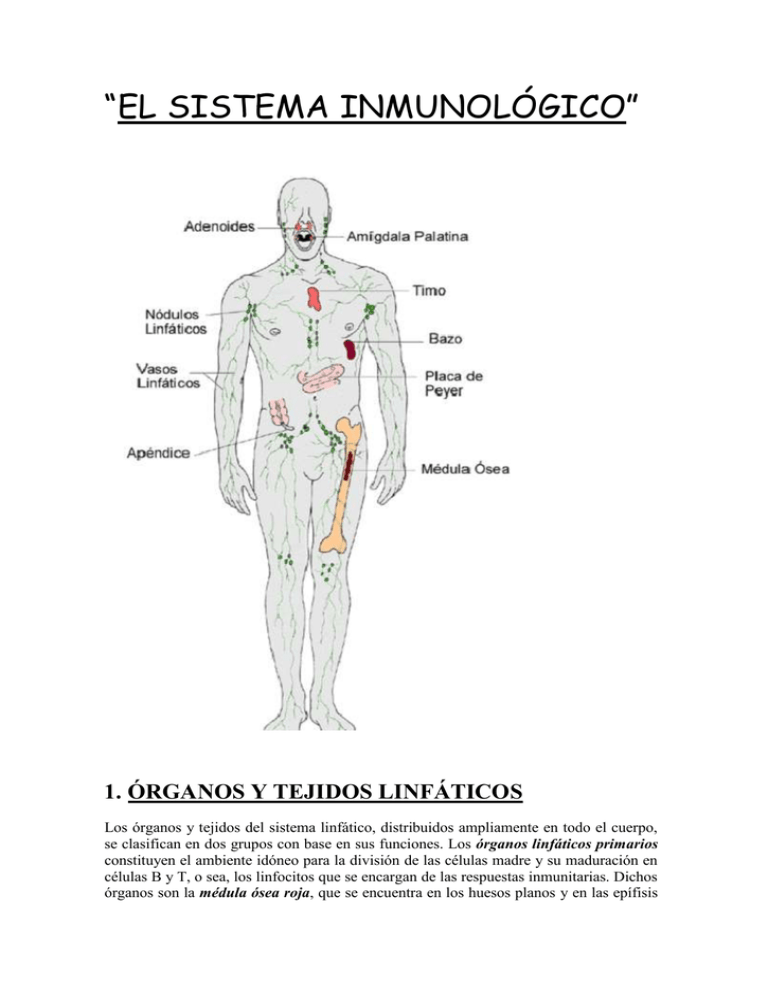 “EL SISTEMA INMUNOLÓGICO” 1. ÓRGANOS Y TEJIDOS LINFÁTICOS