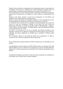 Durante la fase folicular las concentraciones de