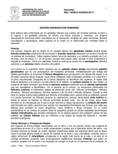 Genitales Externos
