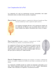 Corpúsculos de la Piel: Tacto, Presión y Temperatura