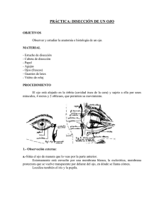 Disección de un Ojo: Guía Práctica de Laboratorio