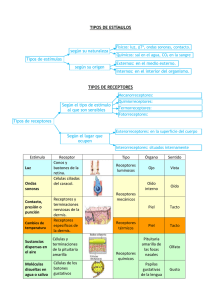 Estímulos y Receptores: Tipos y Funciones en el Cuerpo Humano