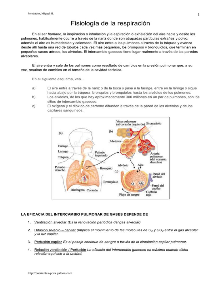 Fisiología De La Respiración