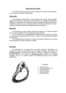 Pericardio - hekapedia
