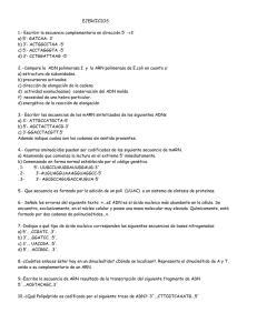 EJERCICIOS 1.- Escribir la secuencia complementaria en dirección