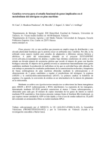 Genética reversa para el estudio funcional de genes implicados en... metabolismo del nitrógeno en pino marítimo