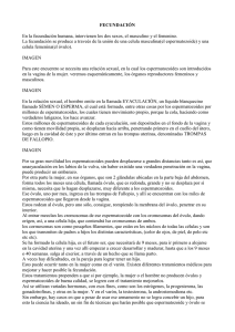 Fecundación - Medica Uruguaya