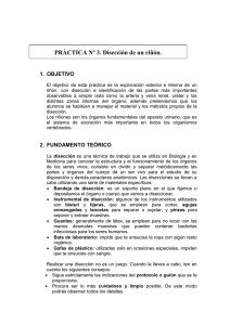 Disección de un riñón: Práctica de laboratorio de biología