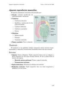 Aparato reproductor masculino