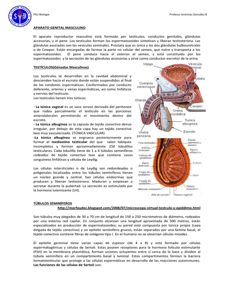 PSU Biología Profesor Jeremías González B APARATO GENITAL