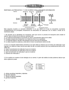 Prueba de Biología: Transporte Celular, Genética y Ecología