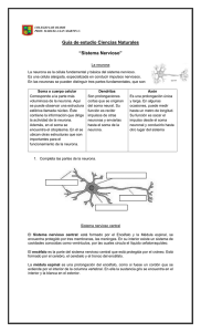 Sistema Nervioso: Guía de Estudio de Ciencias Naturales