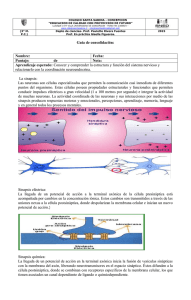 guia sinapsis y receptores