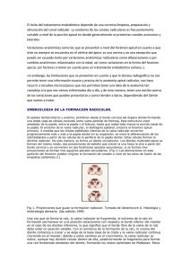 asimetria del foramen apical