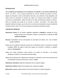 03 RESPIRACIÓN CELULAR - SILADIN Oriente