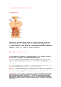 Sistema Digestivo: Alimentos y Nutrientes