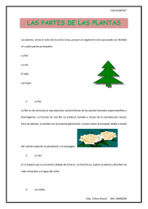 las plantas 3